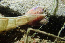 Image of target rock shrimp