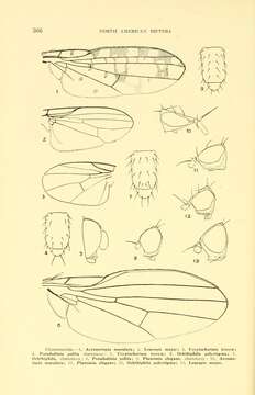 Image of aphid flies