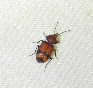 Panagaeus (Hologaeus) fasciatus Say 1823的圖片