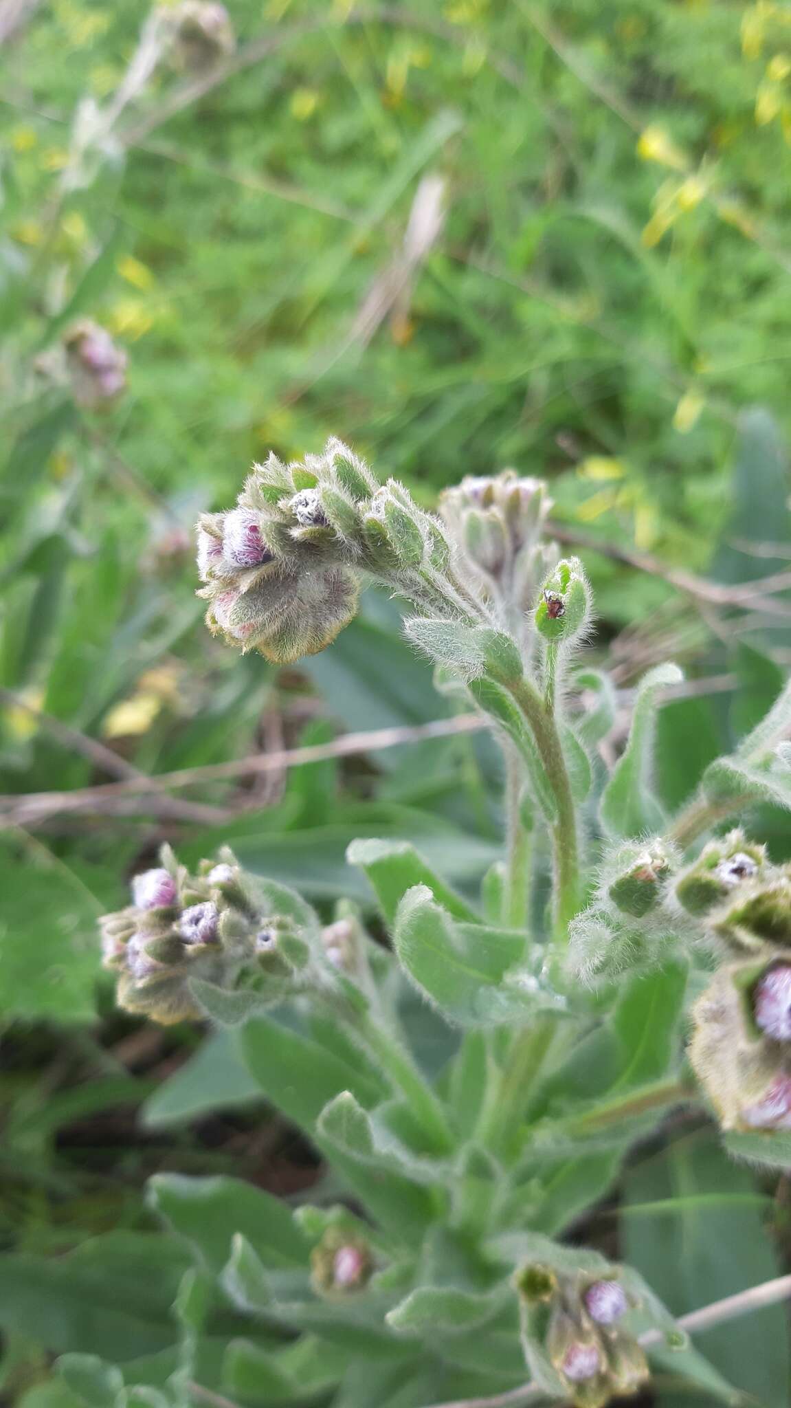 Image of Cynoglossum clandestinum Desf.