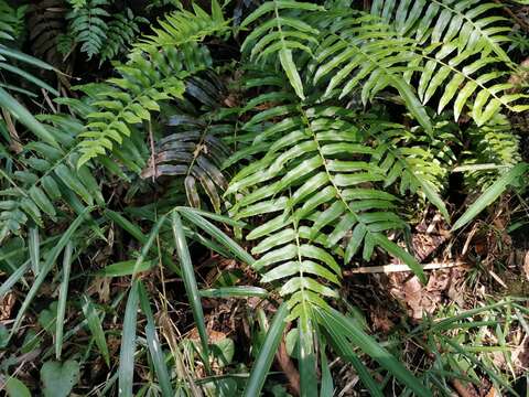 Plancia ëd Plagiogyria japonica Nakai