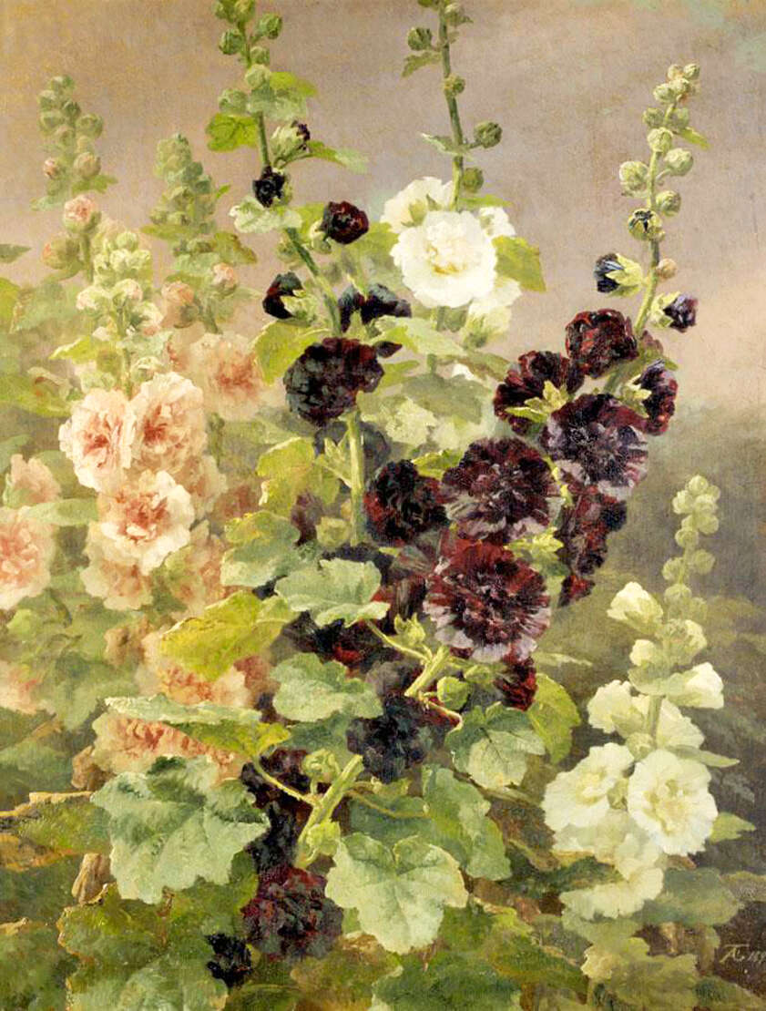 Image of hollyhock