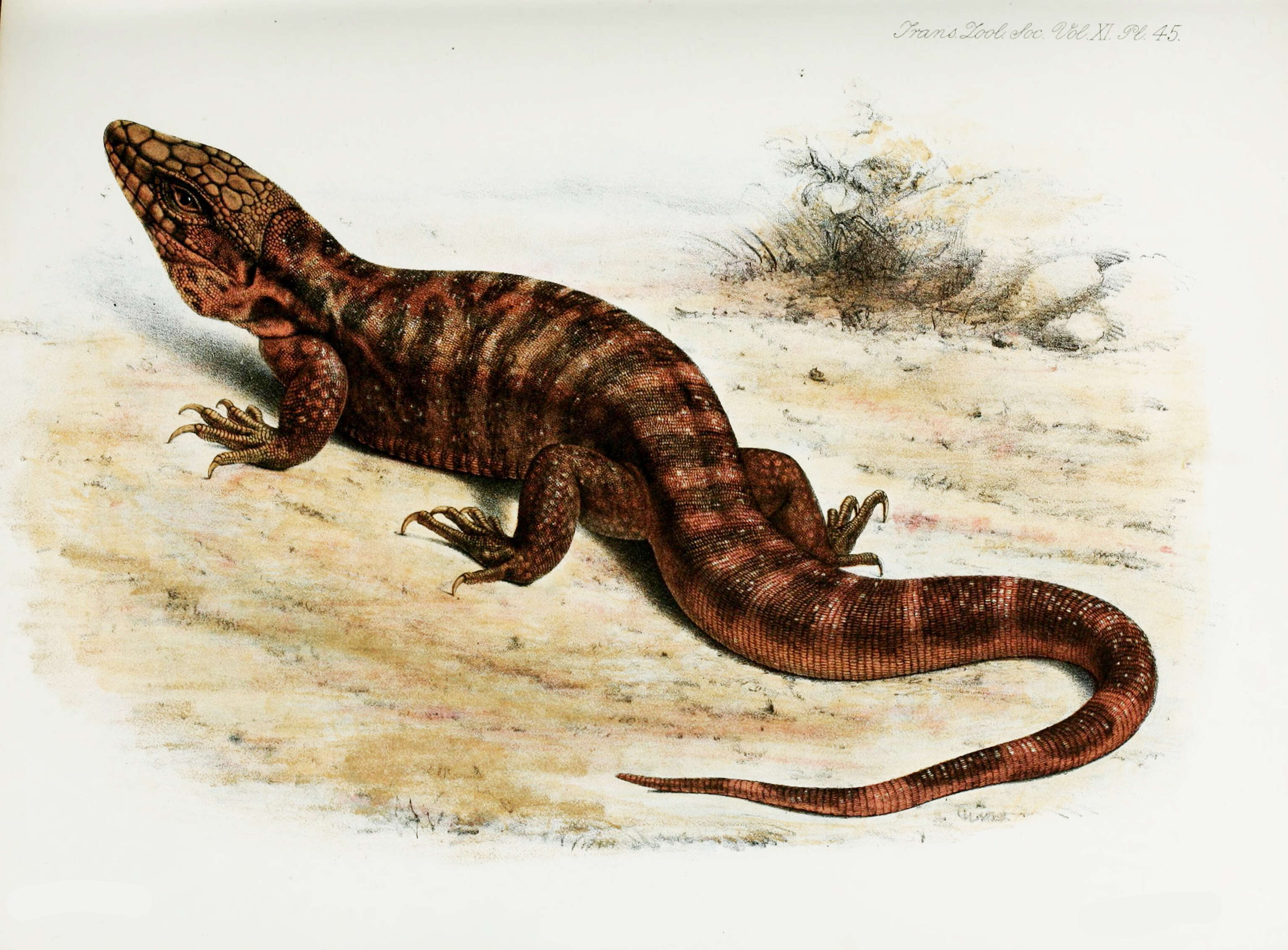 Image of Red Tegu