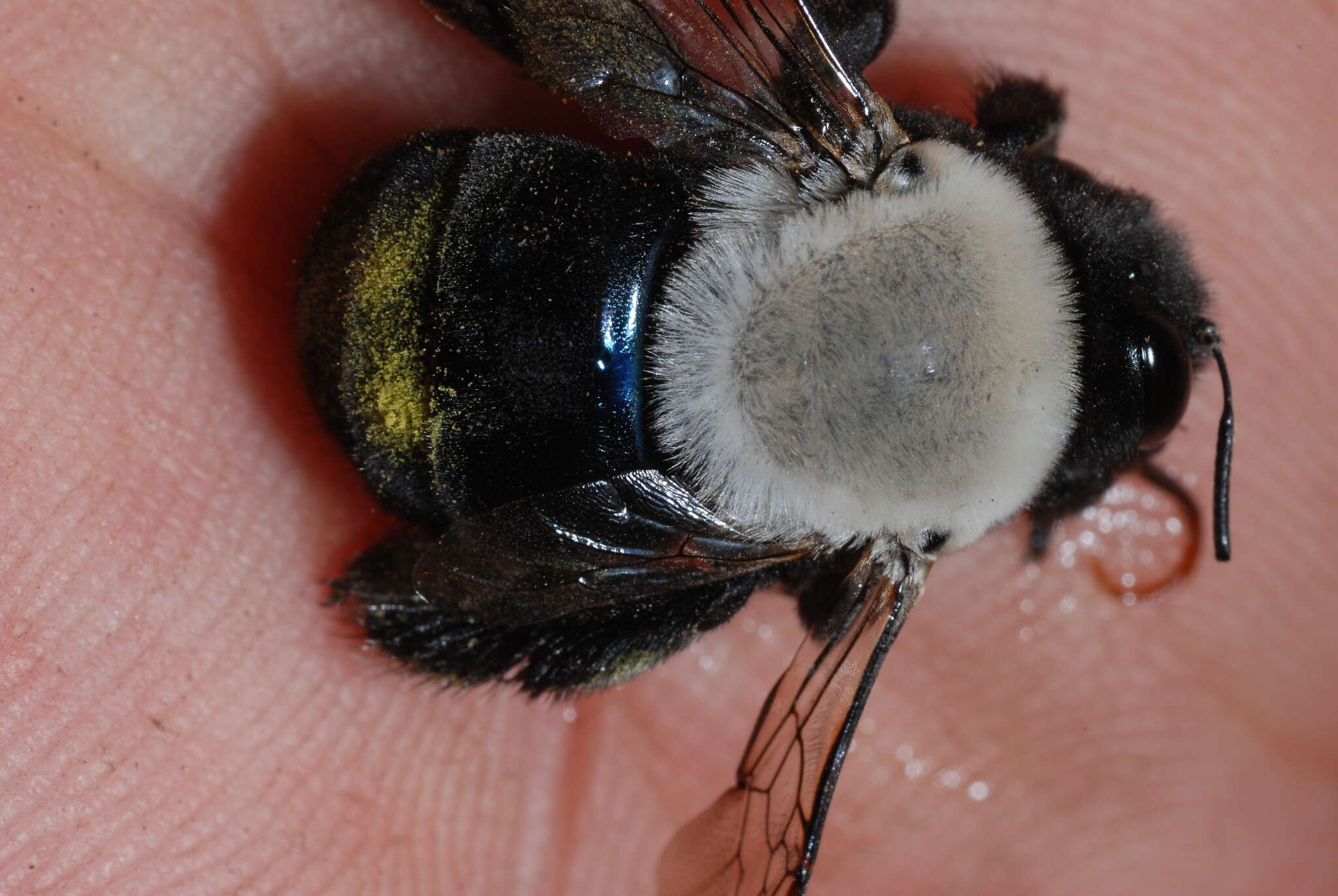 Image of Centris cineraria Smith 1854