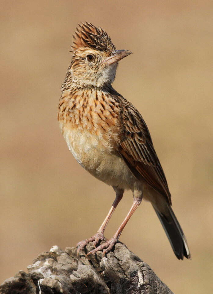 Image of Rufous-naped Lark