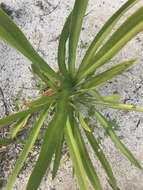 Image of perfumed spiderlily