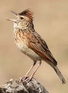 Image of Rufous-naped Lark