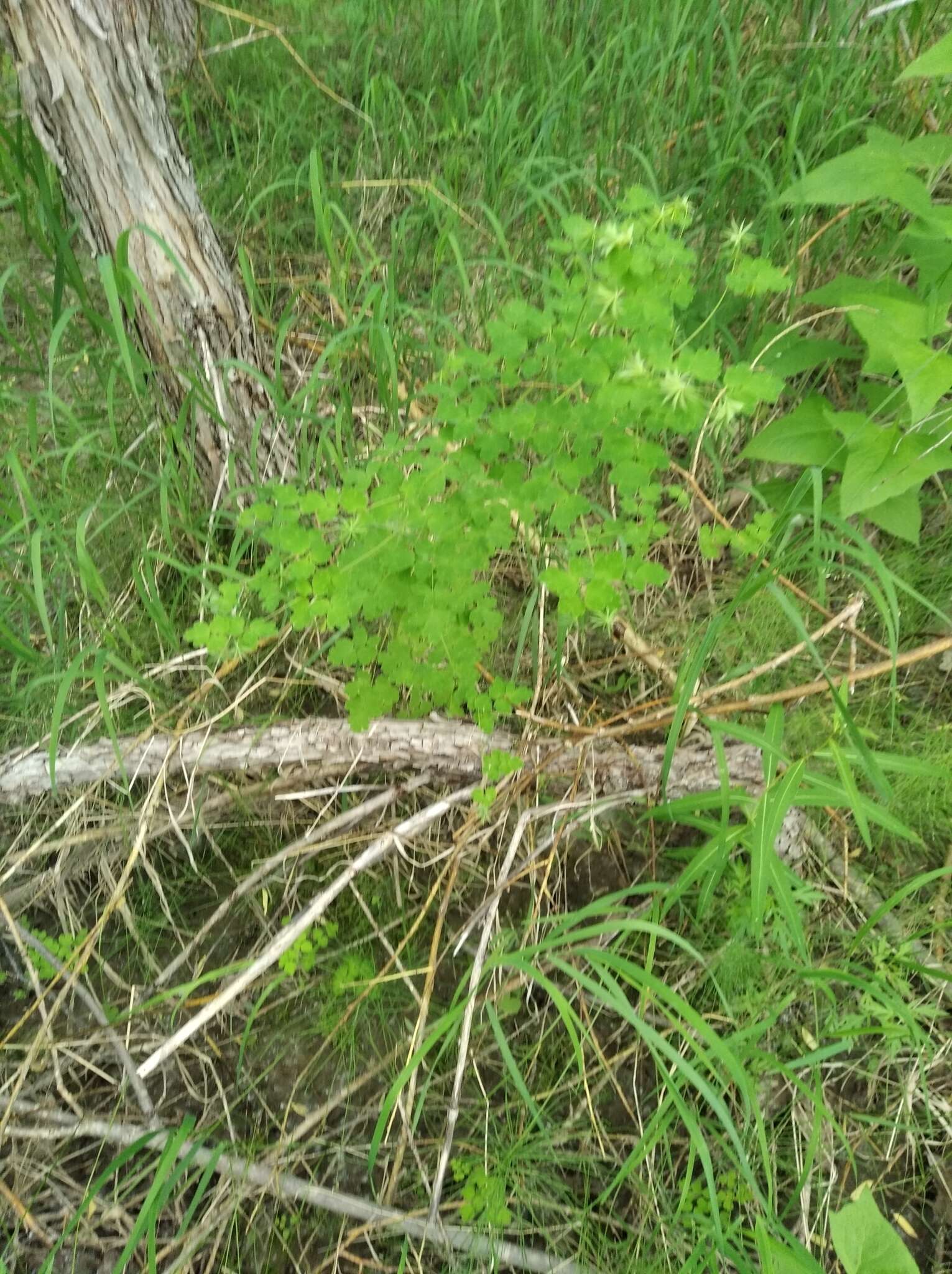 Image of Few-Flower Meadow-Rue