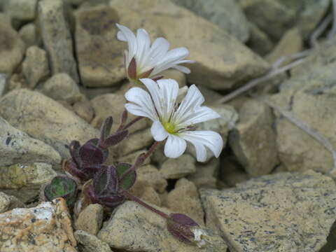 Plancia ëd Cerastium arcticum Lange