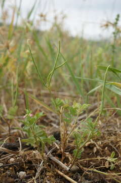 Image of Cretan crownvetch