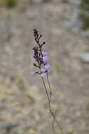 Image de Stylidium amoenum R. Br.