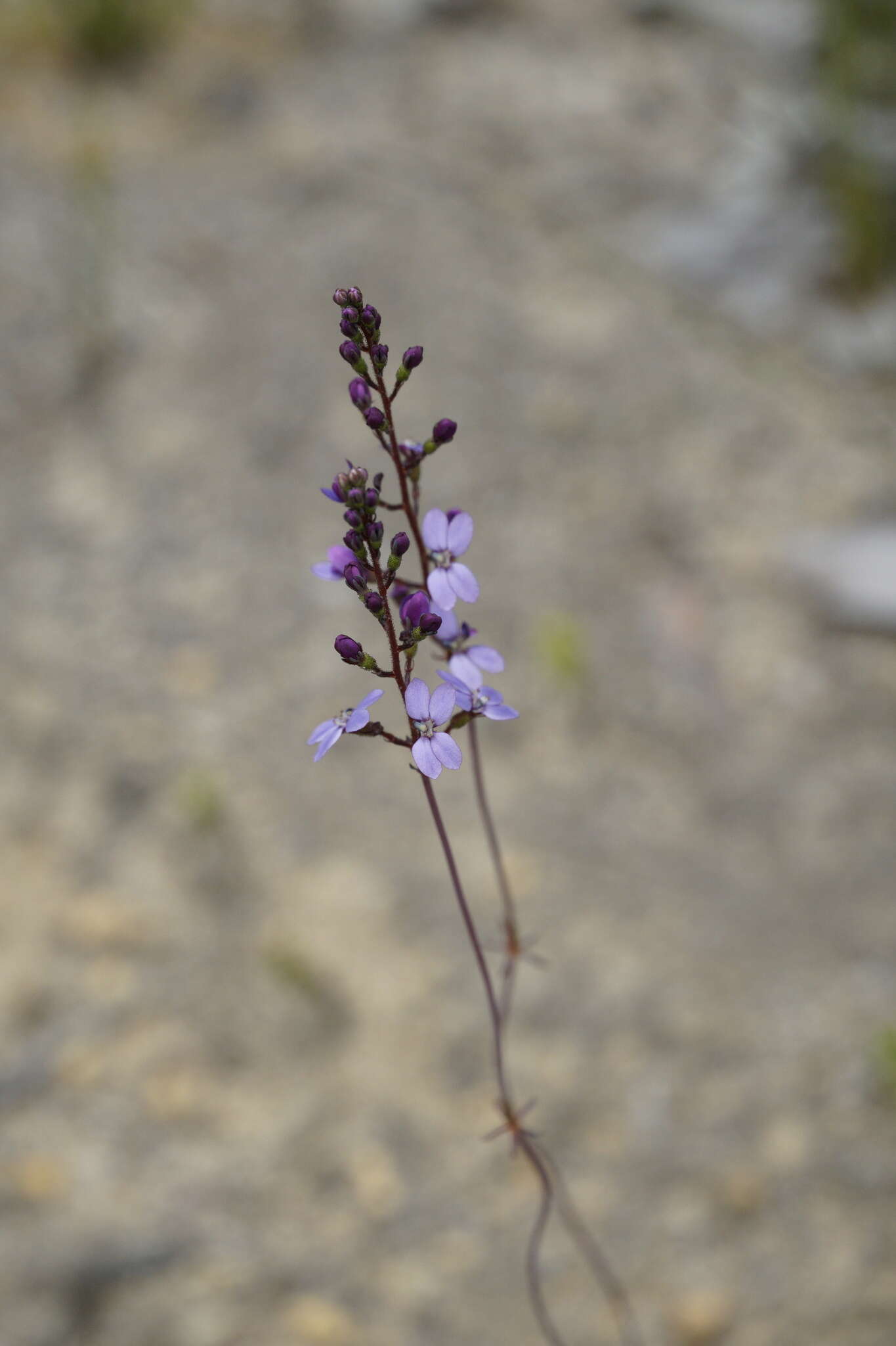 Image de Stylidium amoenum R. Br.