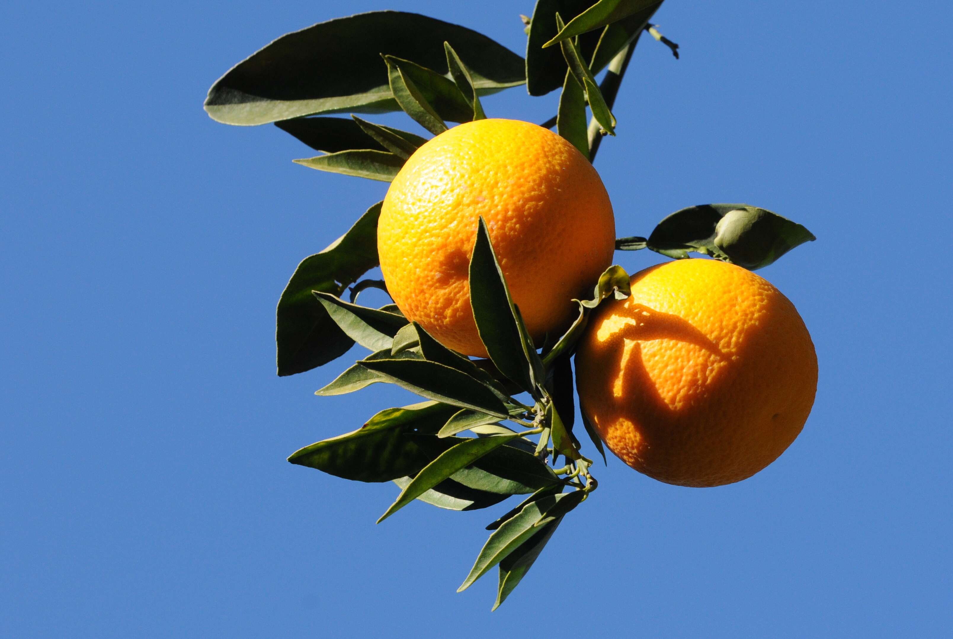 Image of Citrus × sinensis