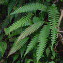 Image of Narrow-Leaf Mid-Sorus Fern