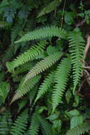 Image of Narrow-Leaf Mid-Sorus Fern