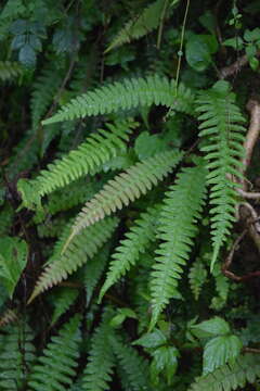 Sivun Blechnum polypodioides Raddi kuva