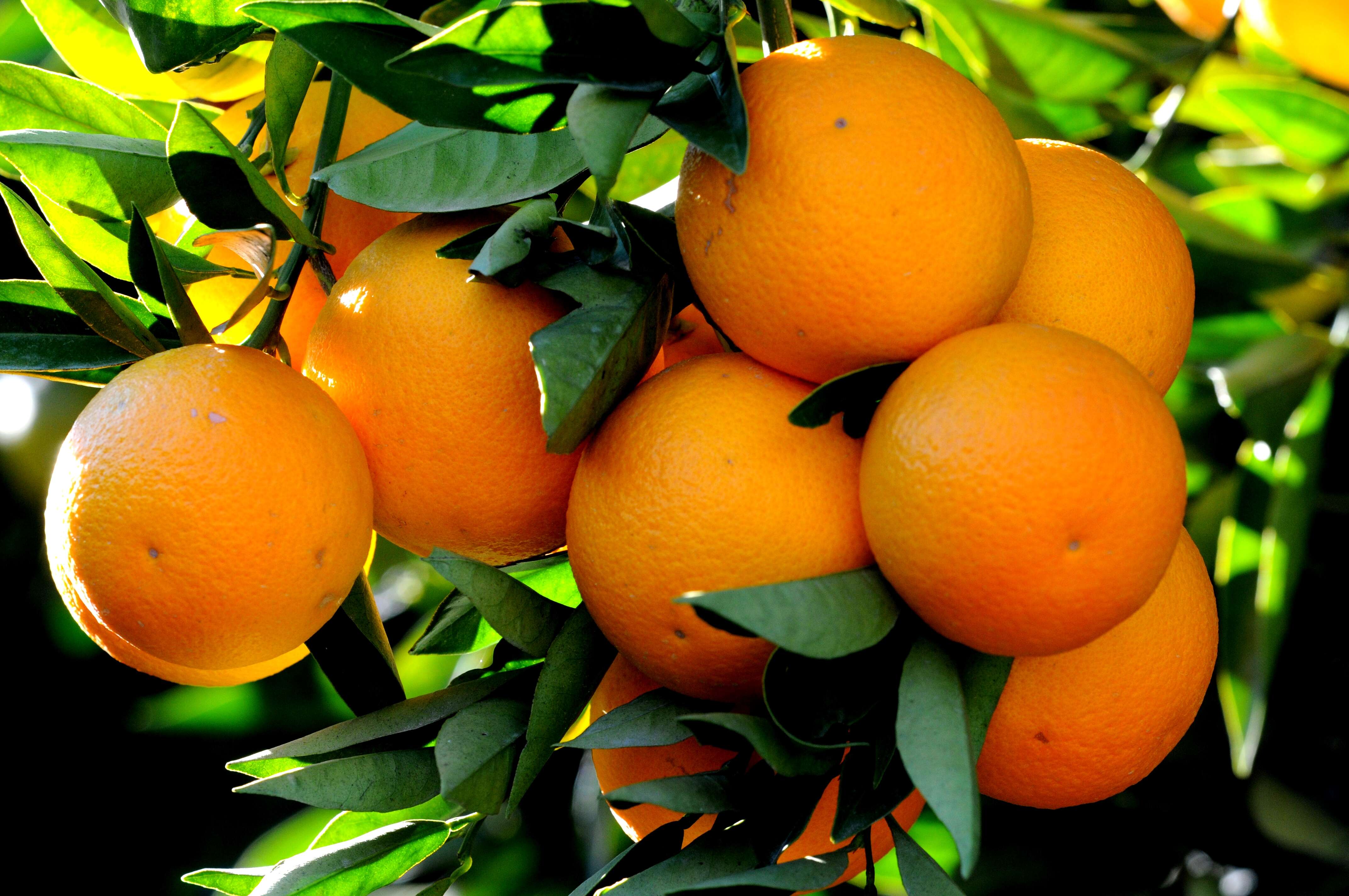 Image of Citrus × sinensis