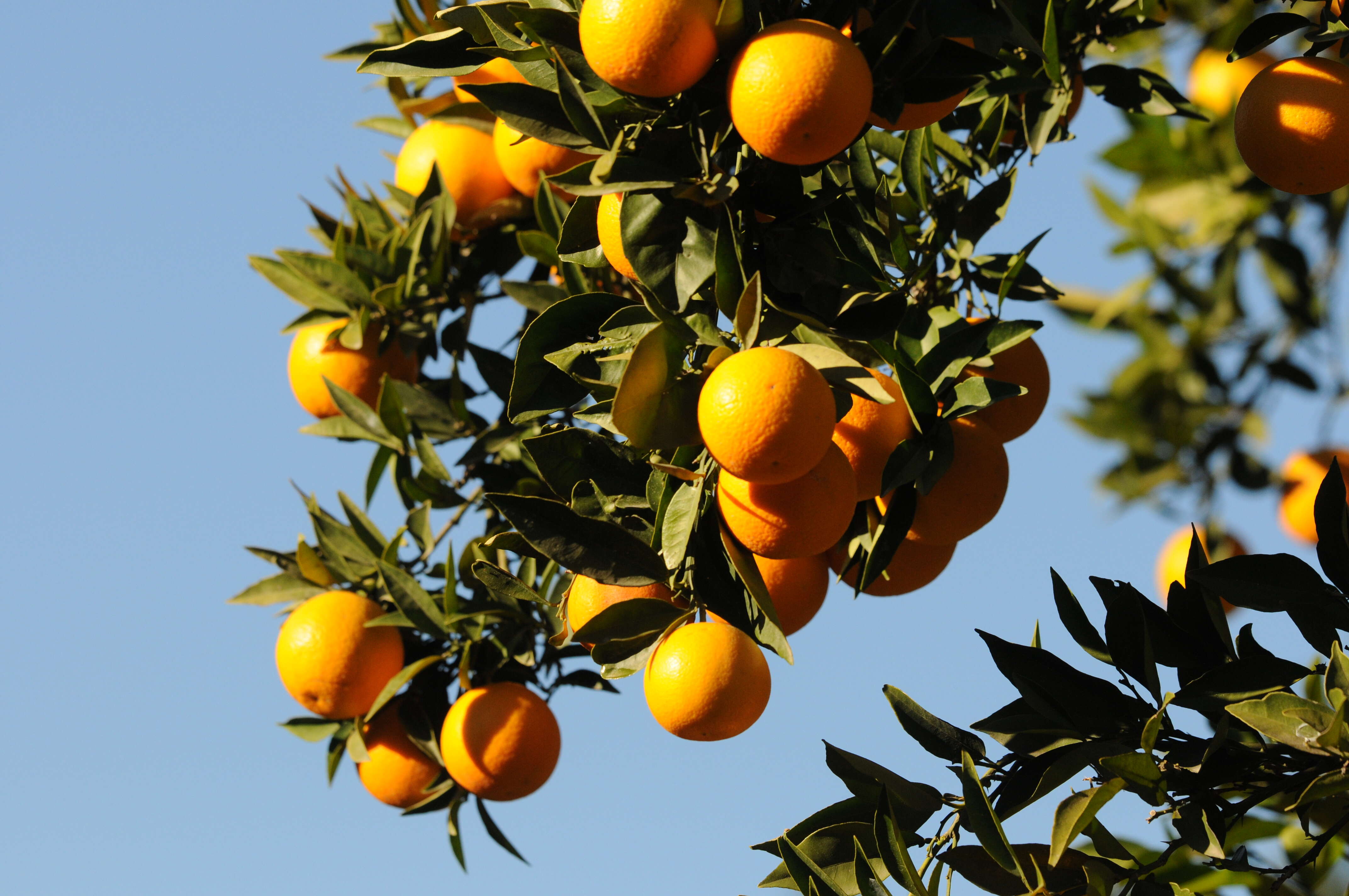 Image of Citrus × sinensis