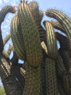 Echinopsis chiloensis (Colla) H. Friedrich & G. D. Rowley resmi