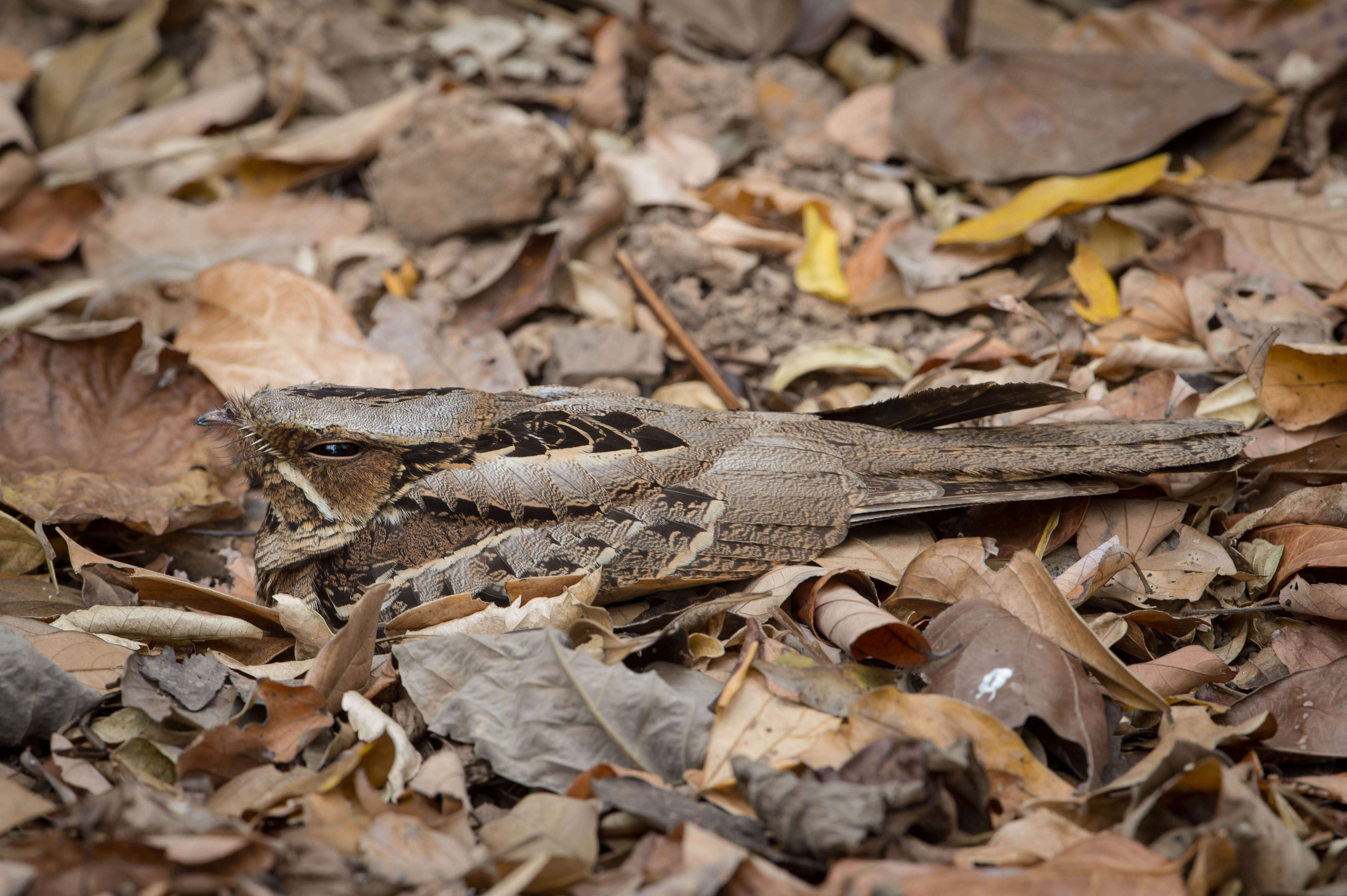 Слика од Caprimulgus Linnaeus 1758