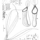 Image de Nepenthes abgracilis