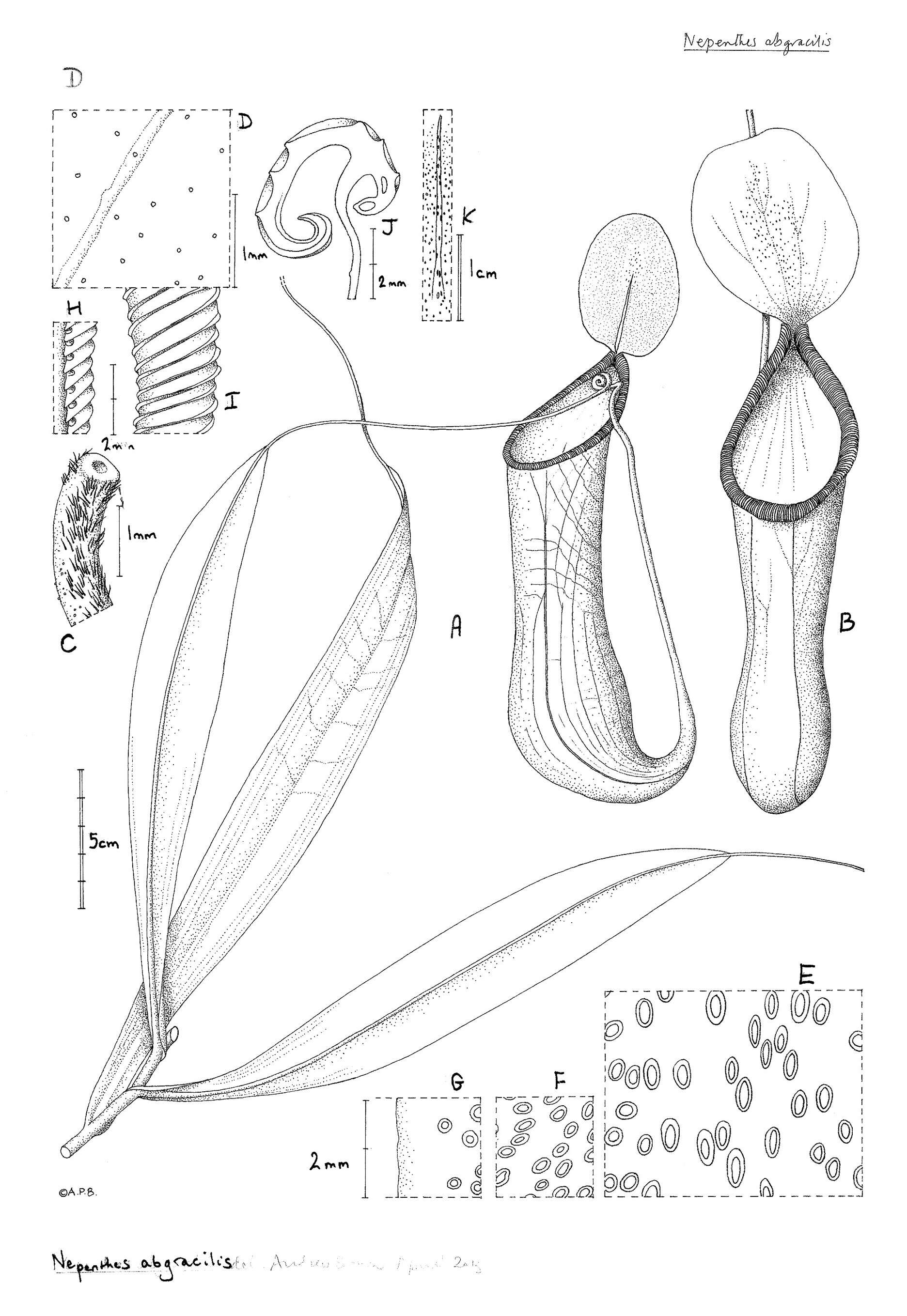 Image of Nepenthes abgracilis