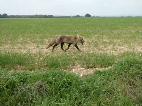 Image of Vulpes vulpes silacea Miller 1907