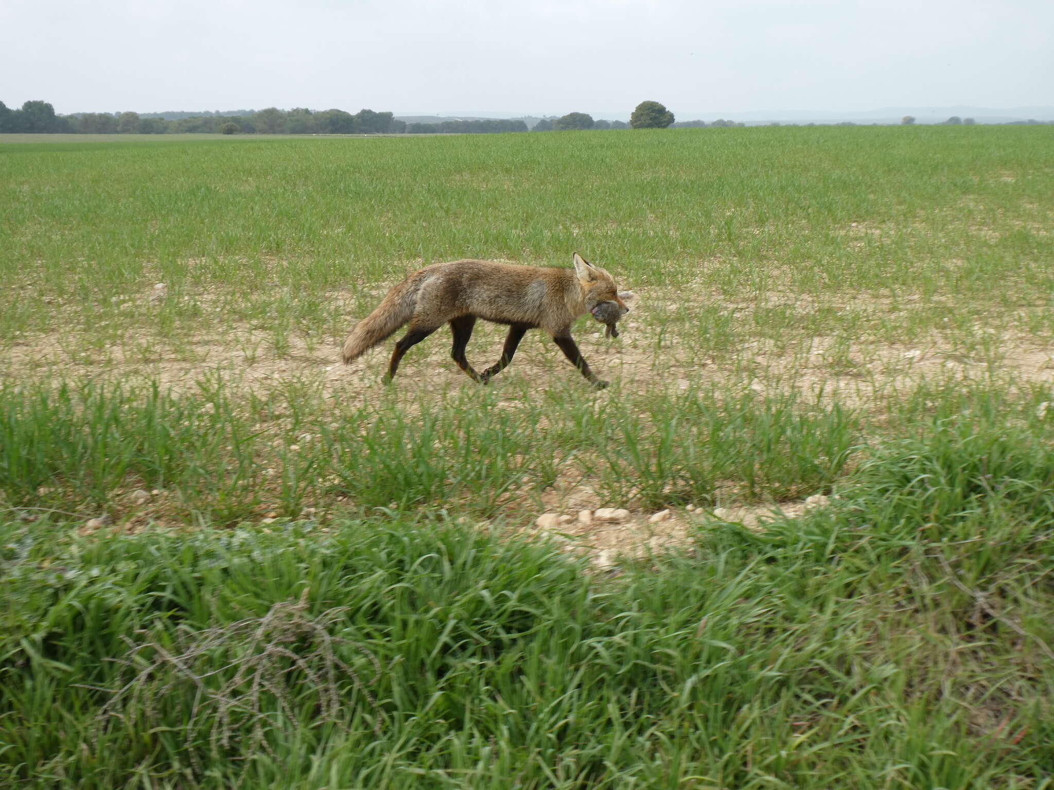 Image of Vulpes vulpes silacea Miller 1907