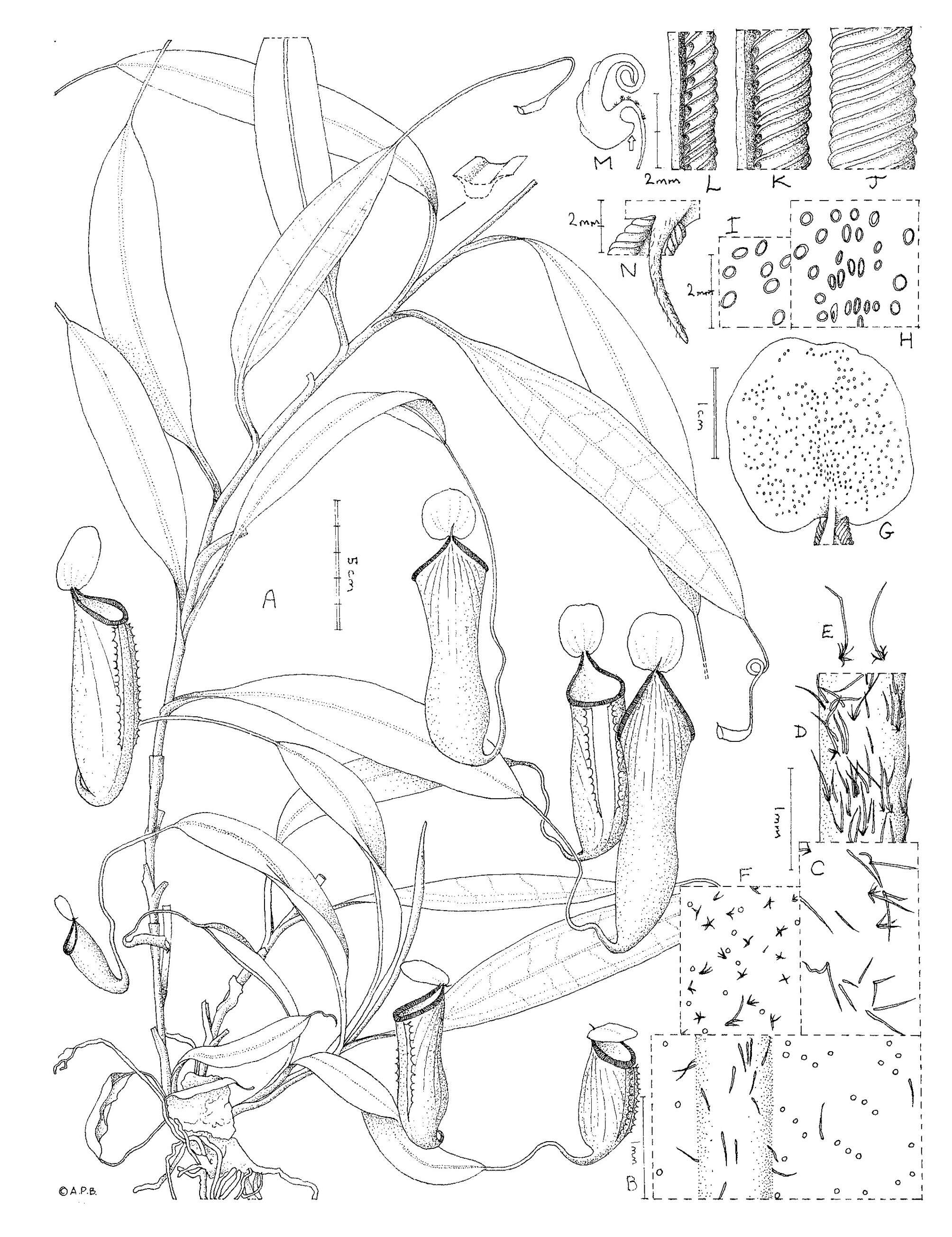 Image of Nepenthes cid