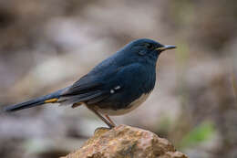 Image of White-bellied Redstart