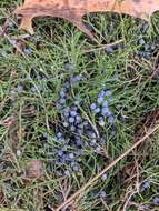 Image of coast juniper