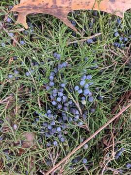 Слика од Juniperus virginiana var. silicicola (Small) E. Murray