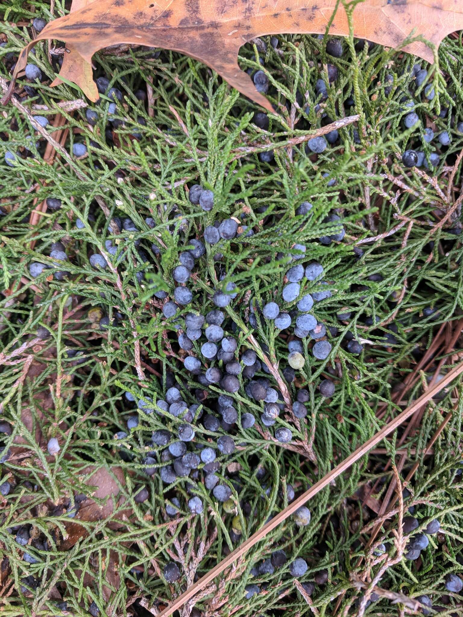 Image of coast juniper