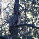 Image of Strix occidentalis lucida (Nelson 1903)