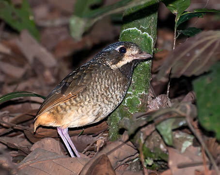 Image of Variegated Antpitta