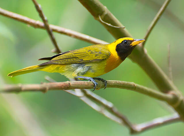 Image of Guira Tanager