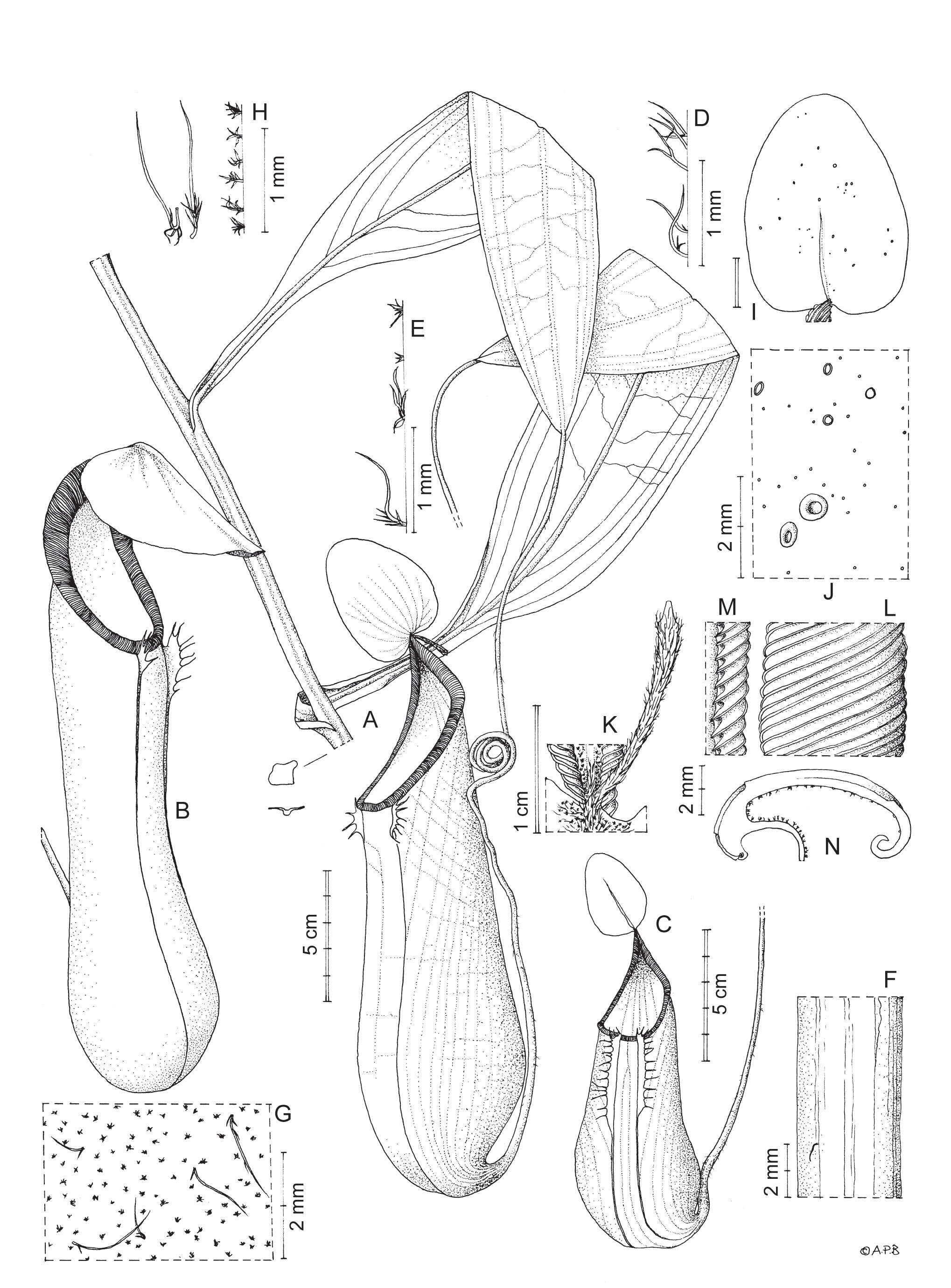 Image of Nepenthes kitanglad