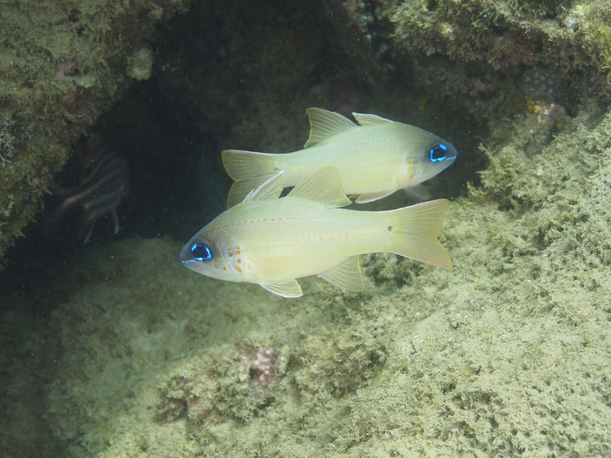 Plancia ëd Ostorhinchus chrysopomus (Bleeker 1854)