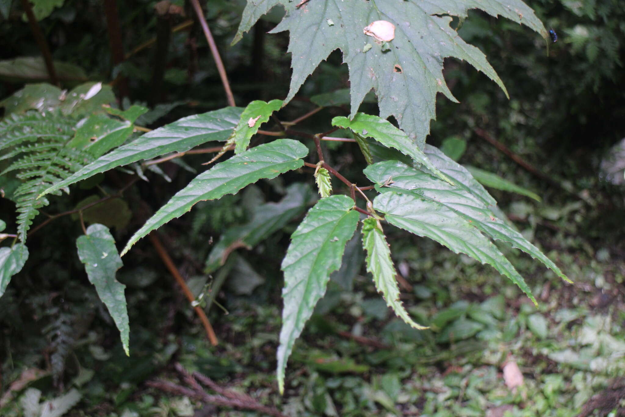 Image of Begonia taiwaniana Hayata