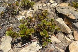 Image de Gaultheria colensoi Hook. fil.