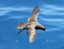 Image of Black (Parkinson's) Petrel