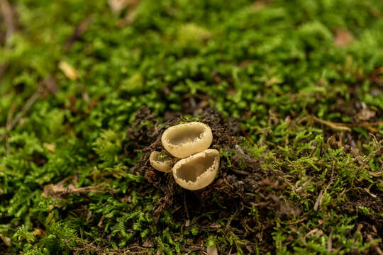 Image of Tarzetta cupularis (L.) Svrček 1981