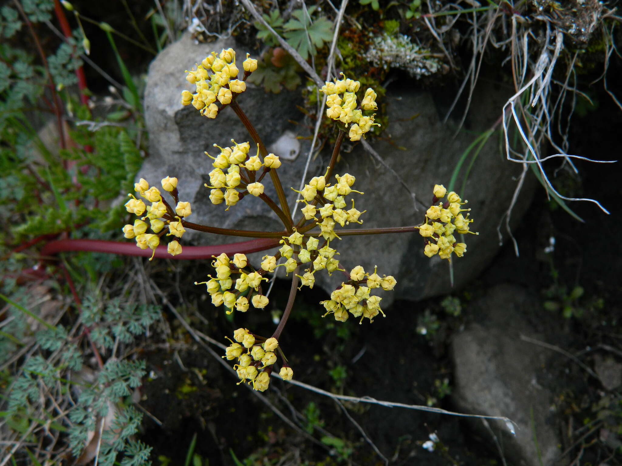 Слика од Lomatium salmoniflorum (Coult. & Rose) Mathias & Constance