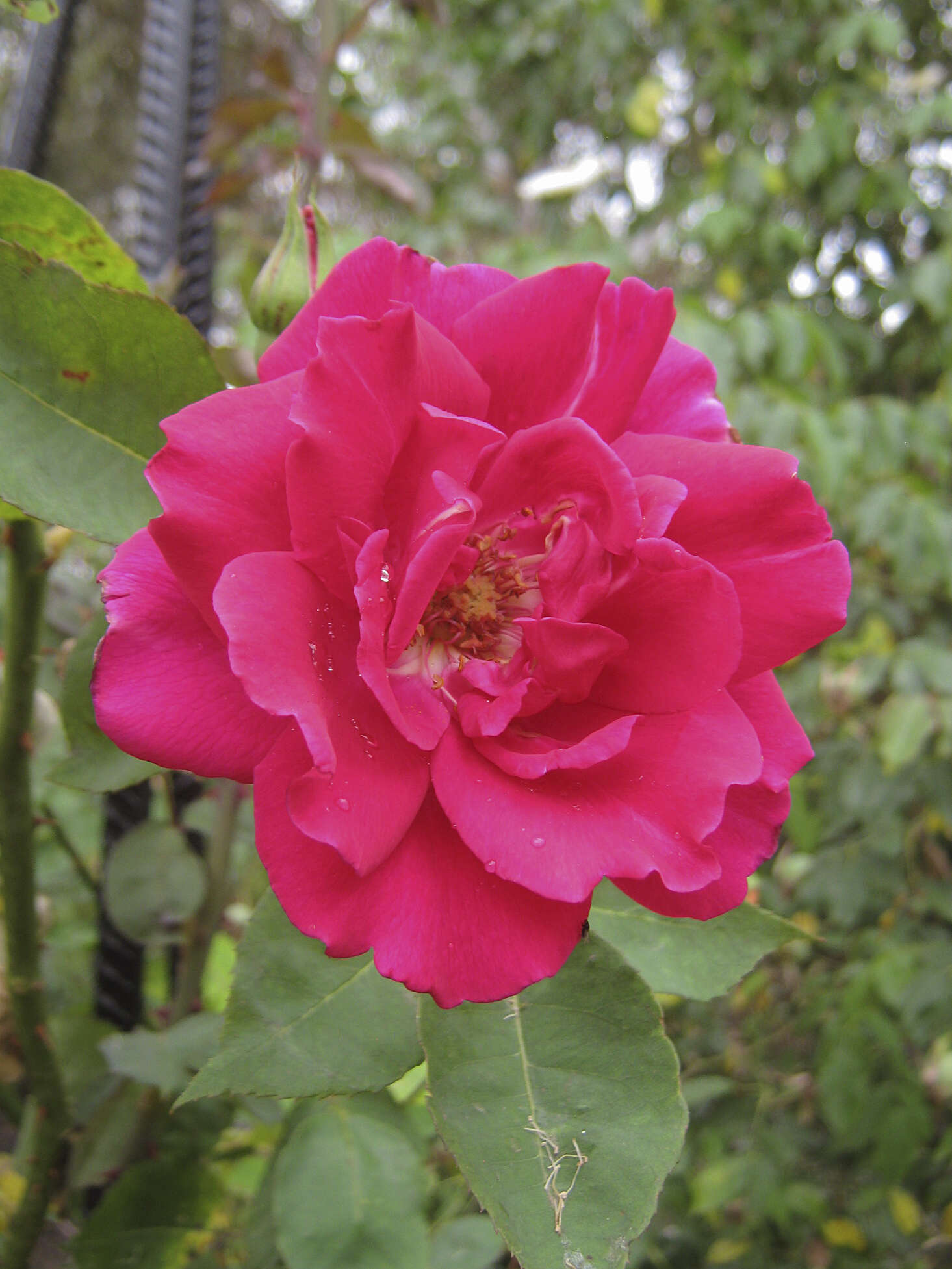 Слика од Rosa odorata var. gigantea (Collett ex Crép.) Rehd. & E. H. Wilson