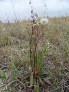 Plancia ëd Erigeron acris subsp. podolicus (Bess.) Nym.