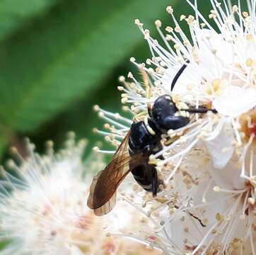 Image of Philanthus bilunatus Cresson 1865