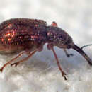 صورة Temnocerus aureus Legalov 2007