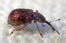 صورة Temnocerus aureus Legalov 2007