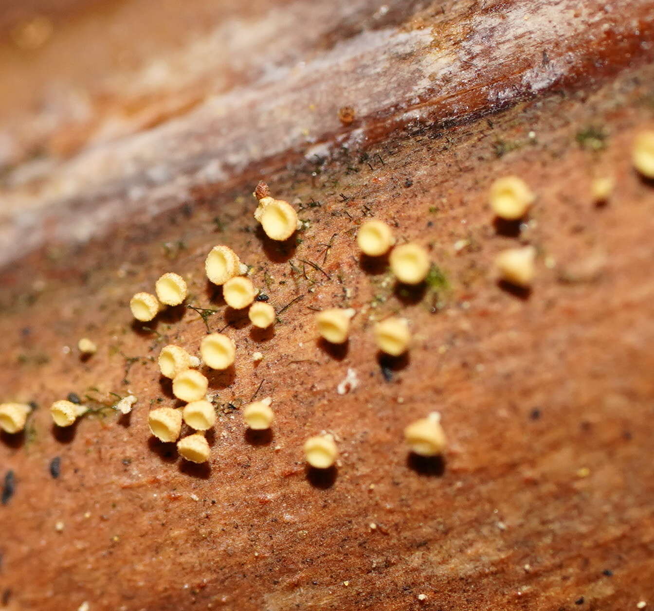 Слика од Lachnum pteridophyllum (Rodway) Spooner 1987