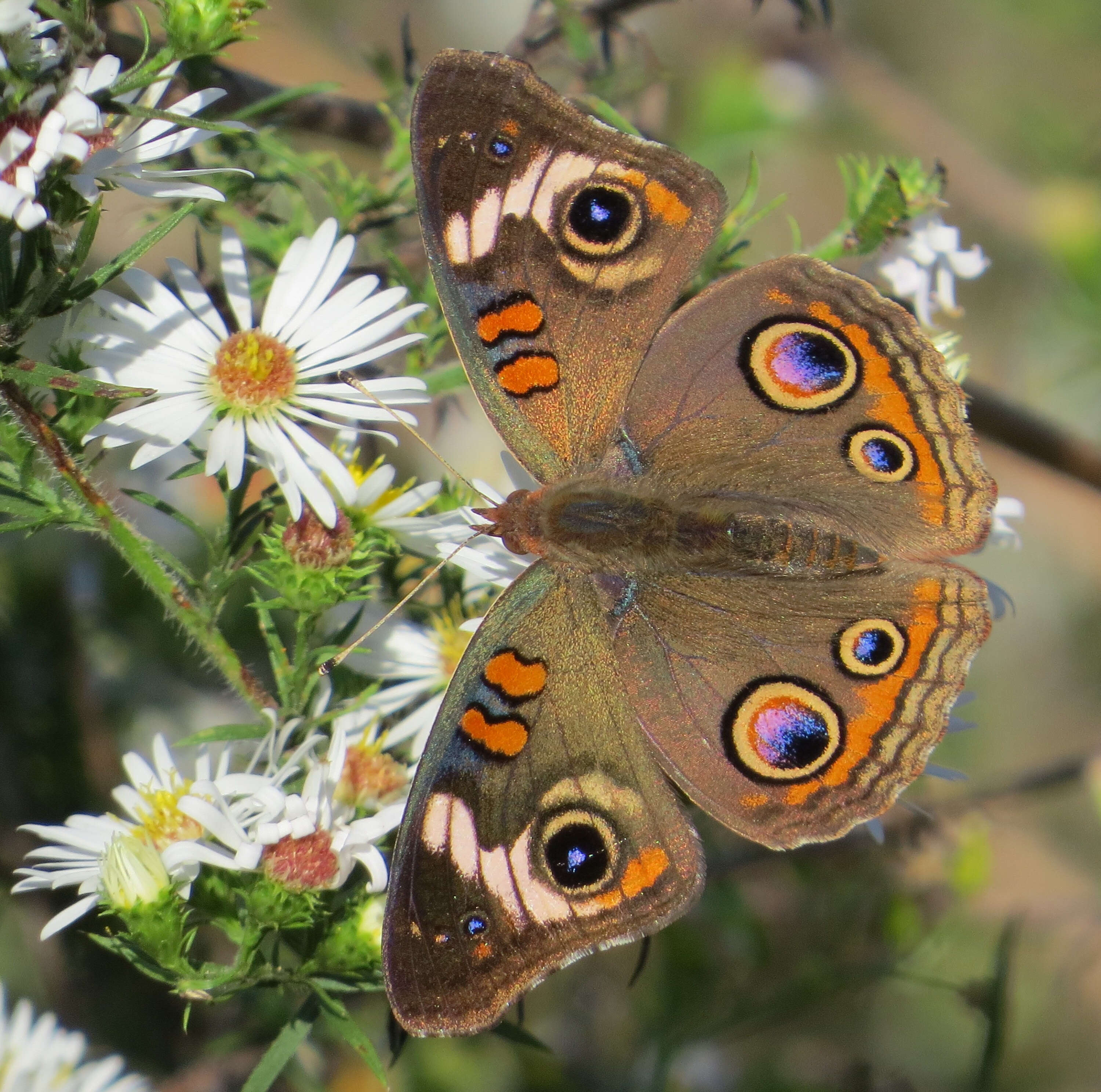 Image of Common buckeye